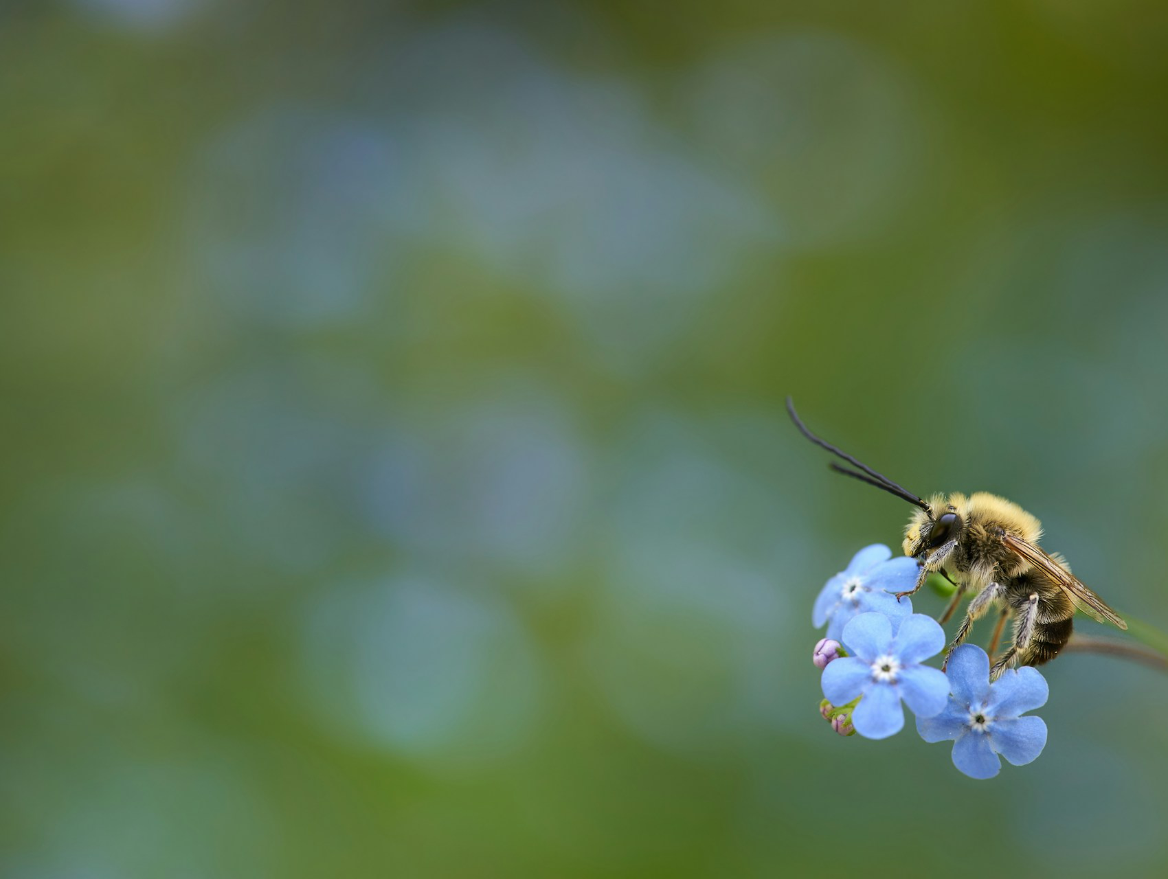 Nahaufnahme einer Biene auf hellblauen Vergissmeinnicht-Blüten – Symbol für Nachhaltigkeit und Ökosystem